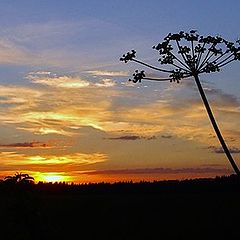 фото "Под пальмами."