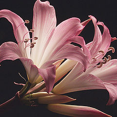 фото "Simple flower"