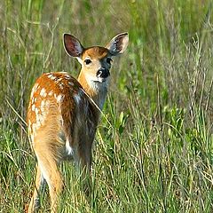 фото "Bambi"