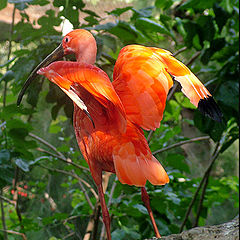 фото "red ibis"