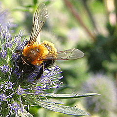 photo "Shaggy bumblebee"