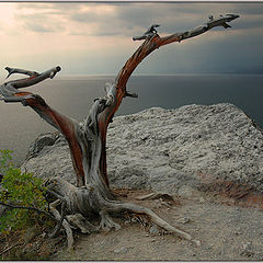 photo "Krimea's Snag"