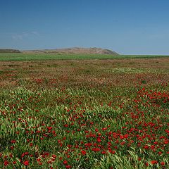 photo "Poppies fields on a way to Nurata, Uzbekistan"