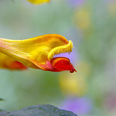 photo "Shaggy lip"