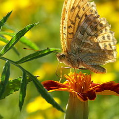 photo "Instants of a life.."