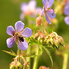 photo "Behind nectar"