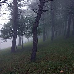 фото "Сказочный лес"