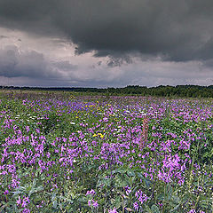 photo "Russian field"