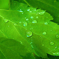 photo "after the rain"