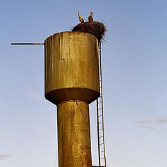 фото "Журавельник"