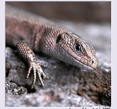 photo "Lizard"