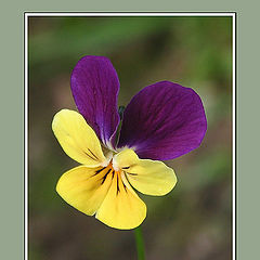 photo "Viola Cornuta"