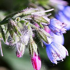 photo "Small flower"