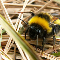 photo "the bee"