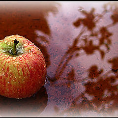 photo "Apple from an apple-tree..."