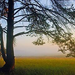 photo "On background of the mist"