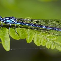 photo "Flied. Tired."