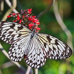 фото "Marble White"