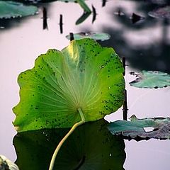 фото "Lotos Leaf"