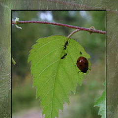 photo "From a life of insects"