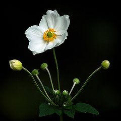 фото "little white flower"