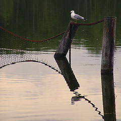 photo "Trapezes and parabolas"