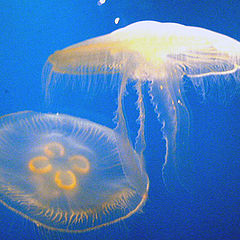 photo "Jelly Fish"