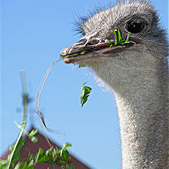 photo "Dandelions such tasty..."