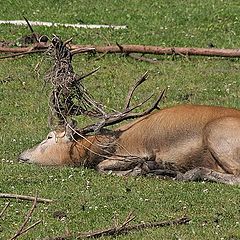 photo "I am too tired"