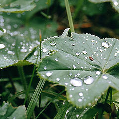 photo "Silver drops"