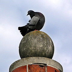 photo "The pigeon from the childhood barefoot..."