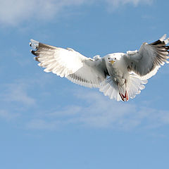 photo "Well? Has photographed? Now I can fly further?"