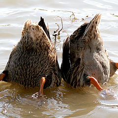 photo "Ostriches have prompted a new way of masking..."