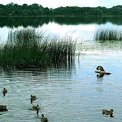 photo "Sight at the nature."