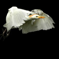 photo "Flight through night"