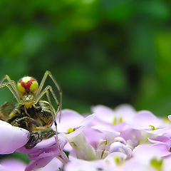 photo "deadly embrace_2"