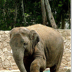 фото "funny baby-elephant"