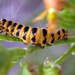 photo "Yellow caterpillar"