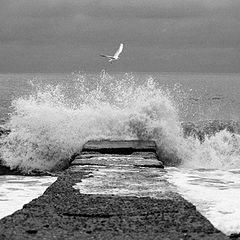 photo "The lonely seagull."