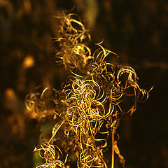 photo "Gold laces"