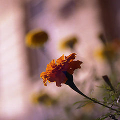 photo "Flower in the night"