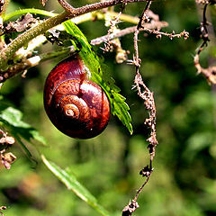 photo "Snail on a nettle"