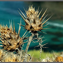 photo "Prickly charm"