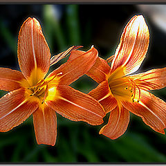 photo "Stereo-Flower"