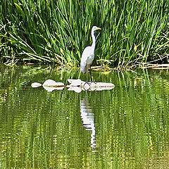 фото "A wading Crane"