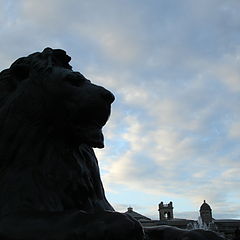 photo "lord nelson lion..."