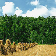 фото "Harvest 2005' #3"