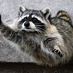 photo ""Plee-eease, give a slice of bread to a poor racco"