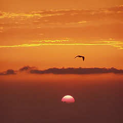 photo "Petrel"