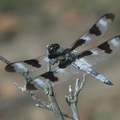 фото "Dragonfly (Twelve-spotted skimmer male?)"